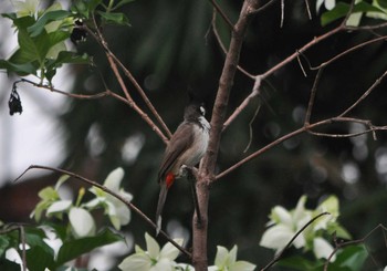 Red-whiskered Bulbul カンボジア Fri, 5/15/2015