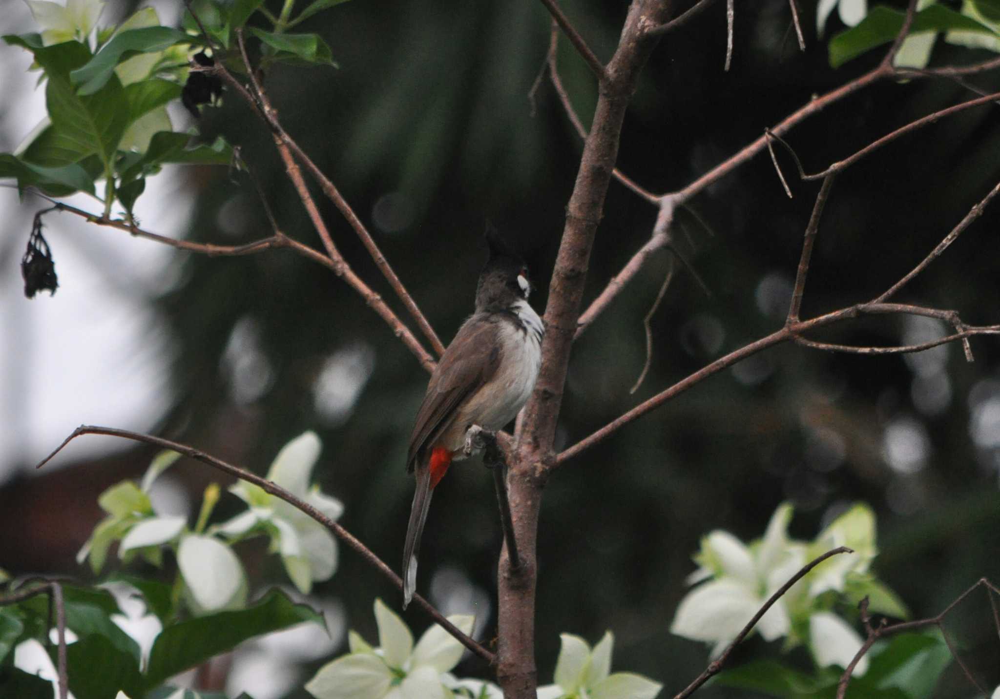 Red-whiskered Bulbul