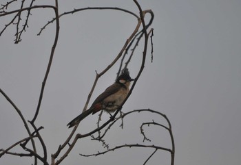 Red-whiskered Bulbul カンボジア Sat, 5/17/2014