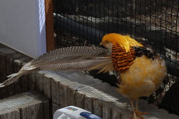 Golden Pheasant 掛川花鳥園 Sun, 5/28/2023