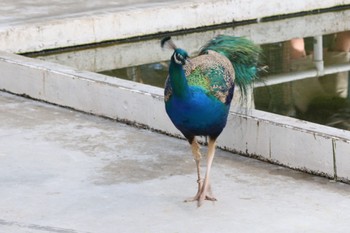 Indian Peafowl 掛川花鳥園 Sun, 5/28/2023