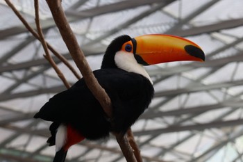 オニオオハシ 掛川花鳥園 2023年5月28日(日)