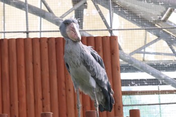 ハシビロコウ 掛川花鳥園 2023年5月28日(日)