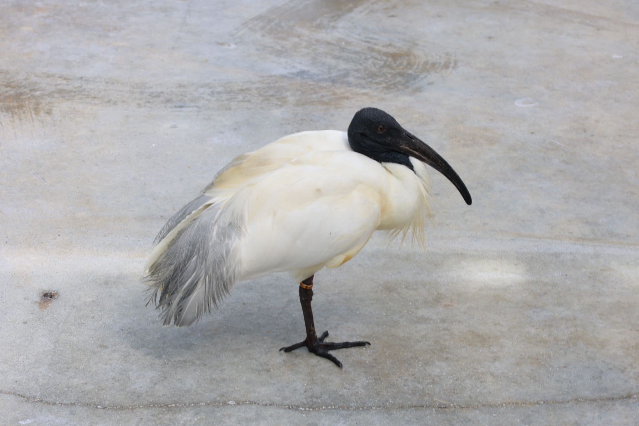 Photo of Black-headed Ibis at 掛川花鳥園 by フーさん