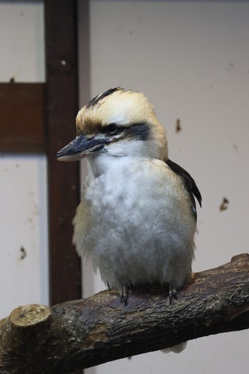 ワライカワセミ 掛川花鳥園 2023年5月28日(日)