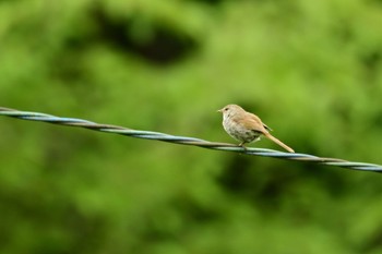 Sun, 5/28/2023 Birding report at 海上の森