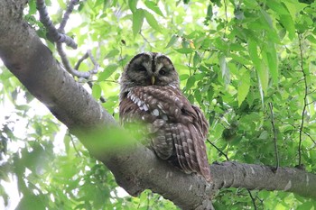 Ural Owl Watarase Yusuichi (Wetland) Sat, 5/12/2018