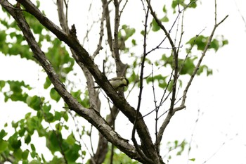 シジュウカラ 庄内緑地公園 2023年5月28日(日)