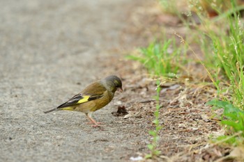 カワラヒワ 庄内緑地公園 2023年5月28日(日)