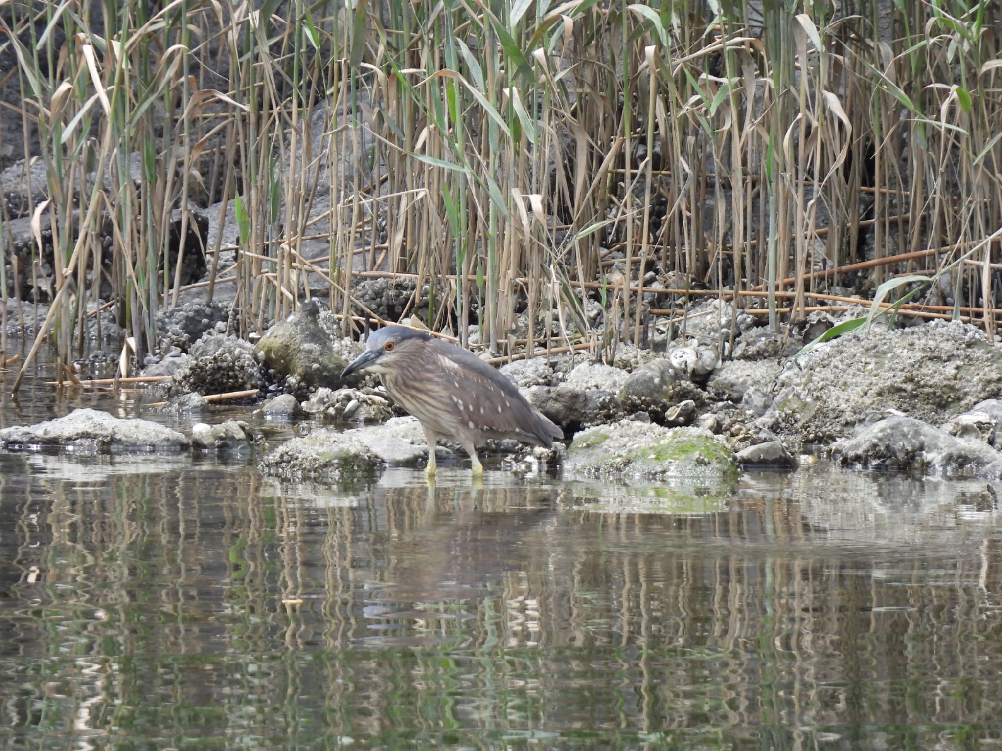 Photo of Black-crowned Night Heron at Tokyo Port Wild Bird Park by 鳥散歩