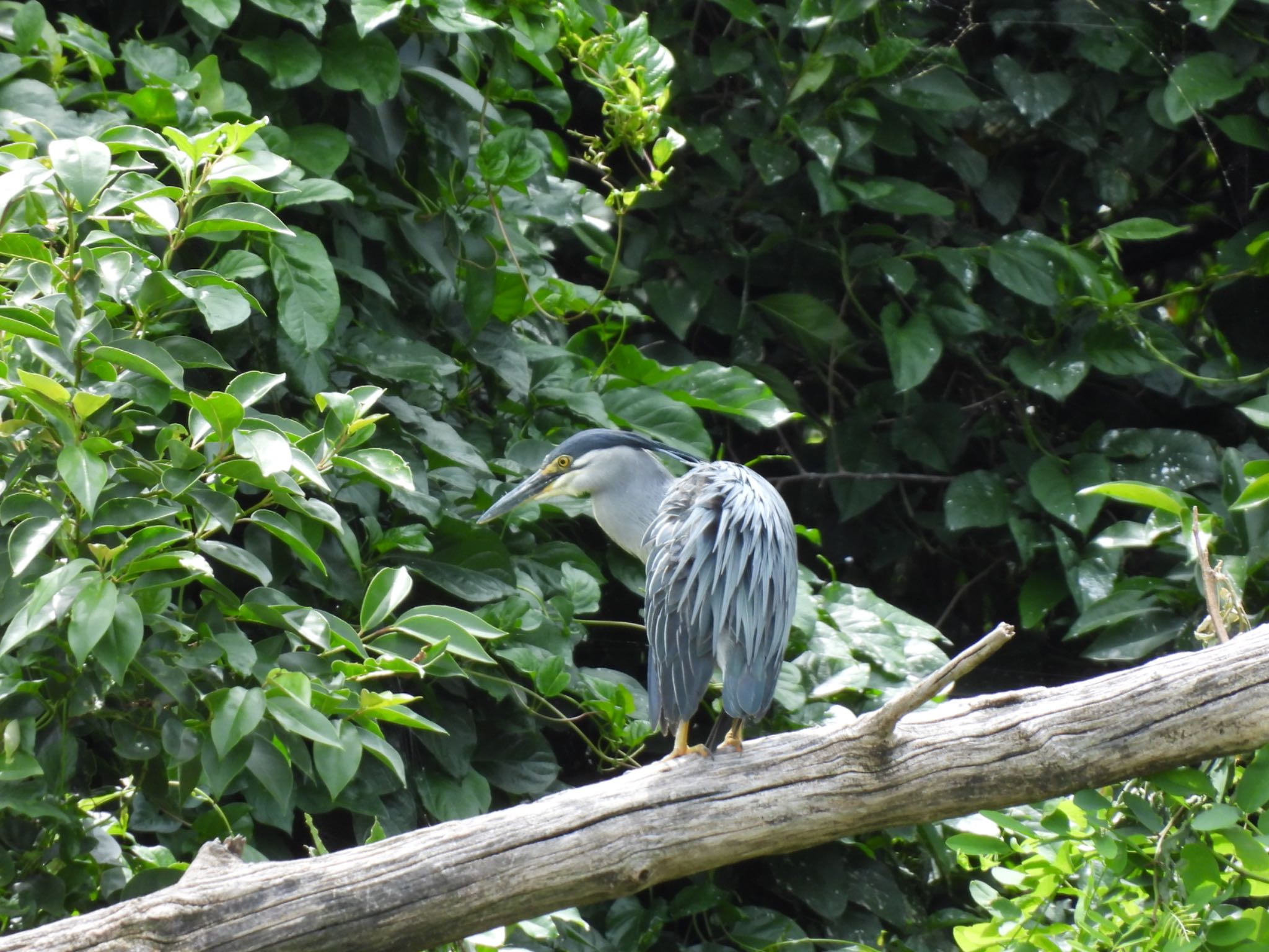 東京港野鳥公園 ササゴイの写真 by 鳥散歩