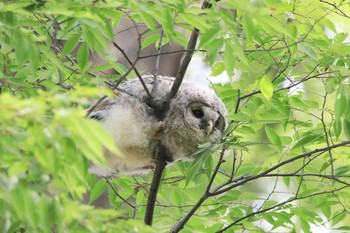 Ural Owl Watarase Yusuichi (Wetland) Sat, 5/12/2018