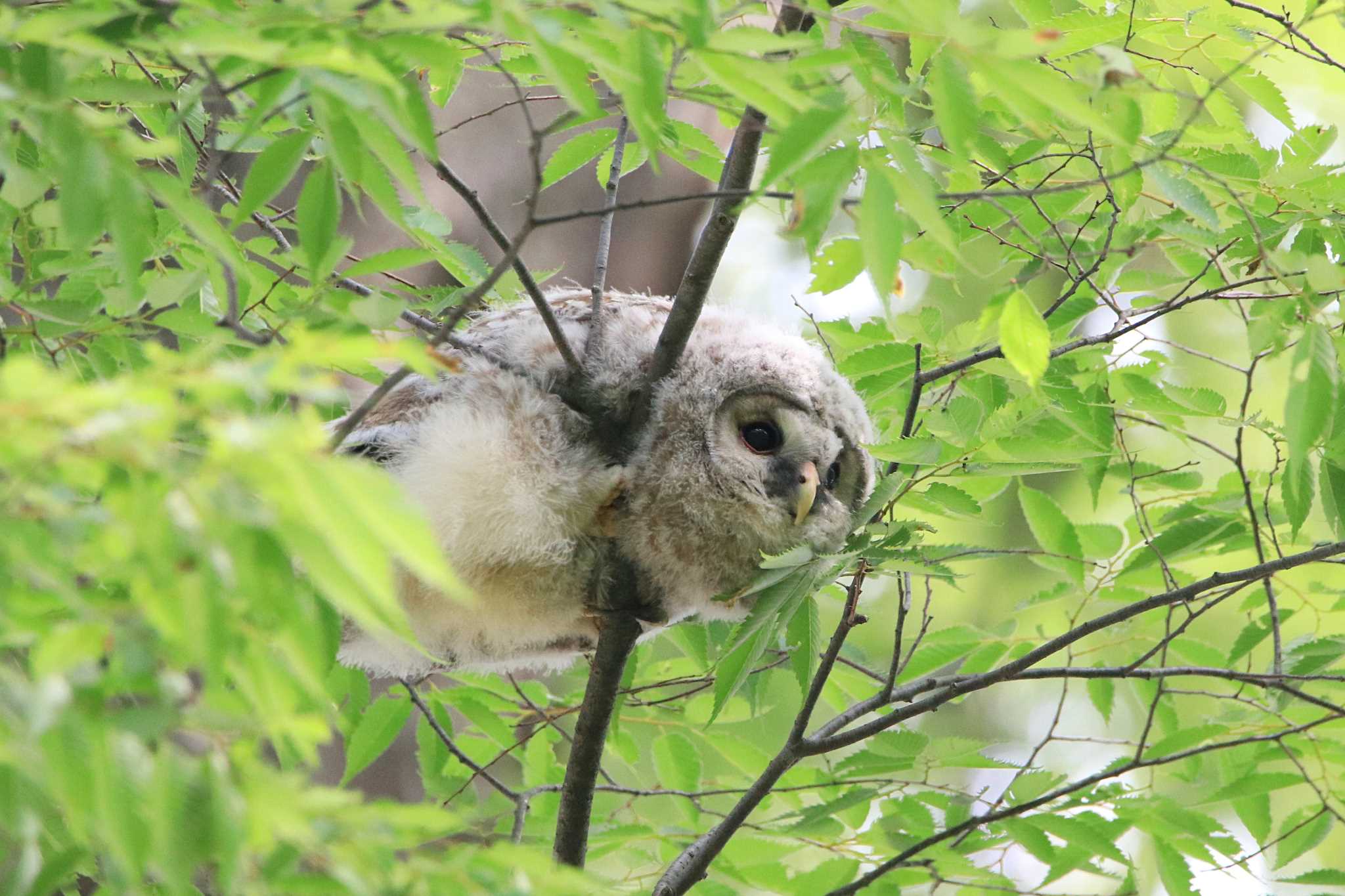 Ural Owl