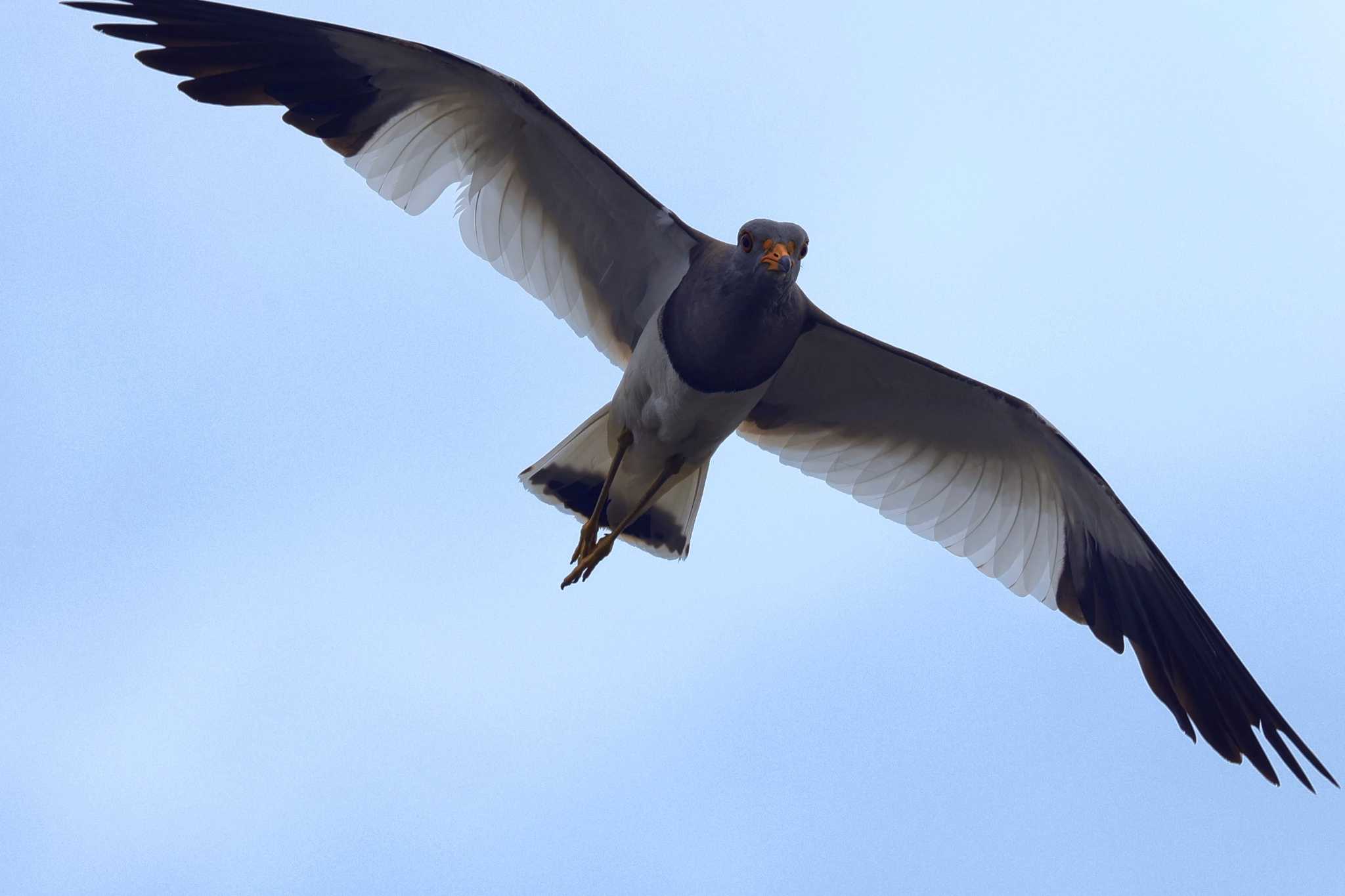 Photo of Grey-headed Lapwing at 池島 by トビトチヌ