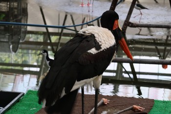 クラハシコウ 掛川花鳥園 2023年5月28日(日)