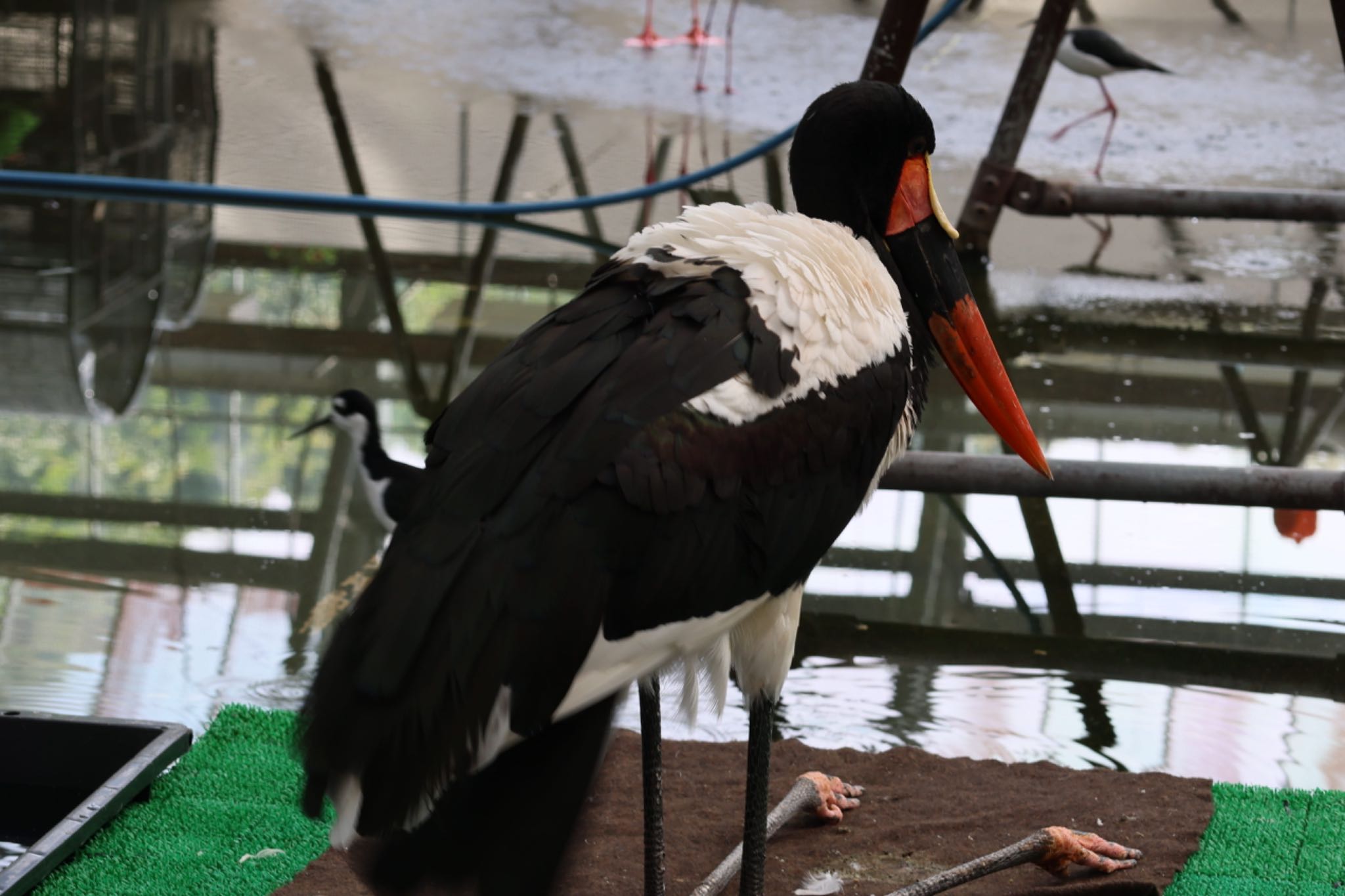 掛川花鳥園 クラハシコウの写真 by フーさん