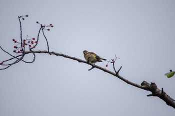 Grey-capped Greenfinch 国会前庭 Fri, 5/26/2023