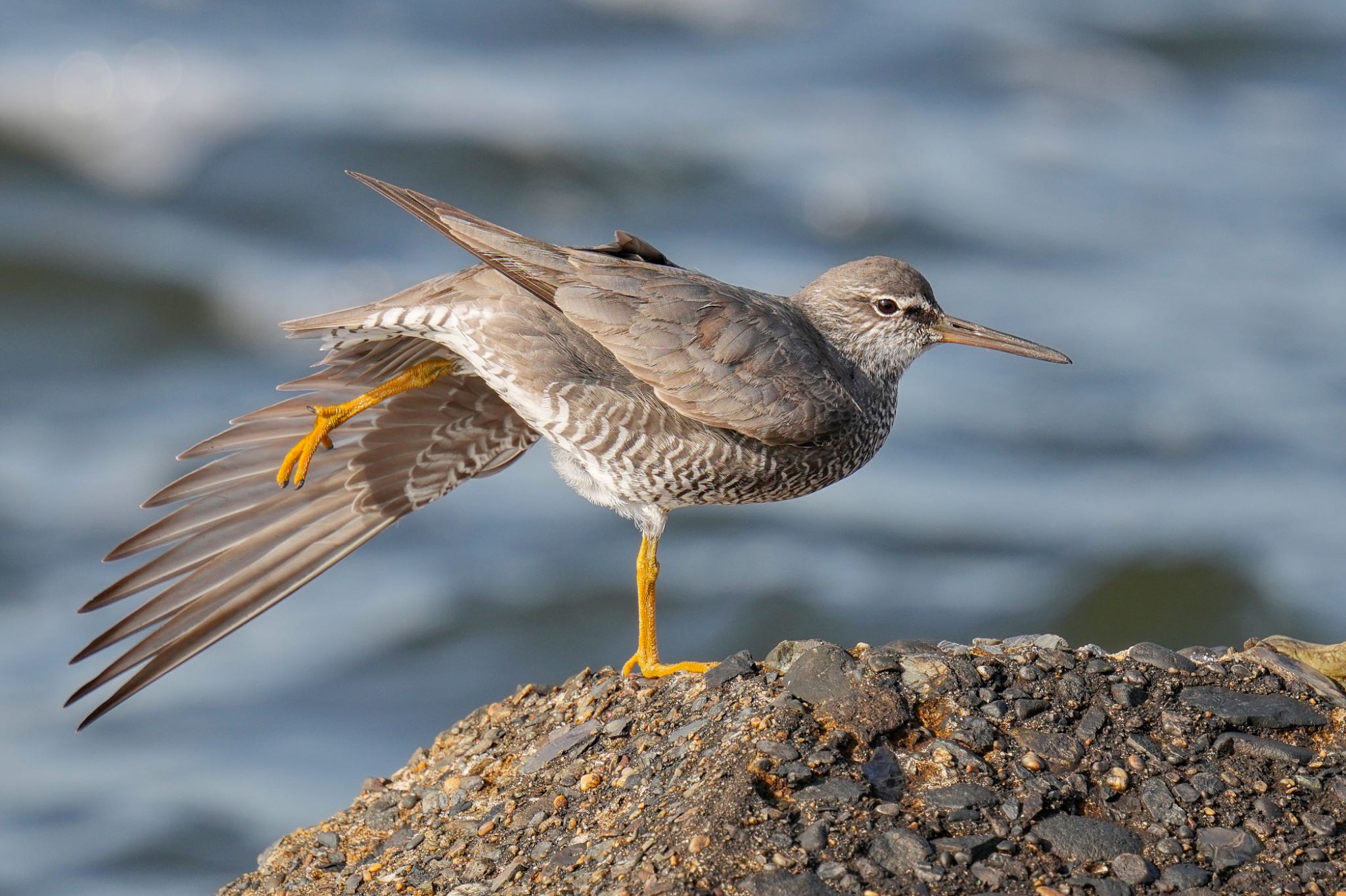 Photo of Wandering Tattler at 日の出三番瀬沿い緑道 by アポちん