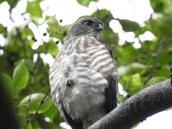 Japanese Sparrowhawk 仙台堀川公園(江東区) Sat, 7/7/2018