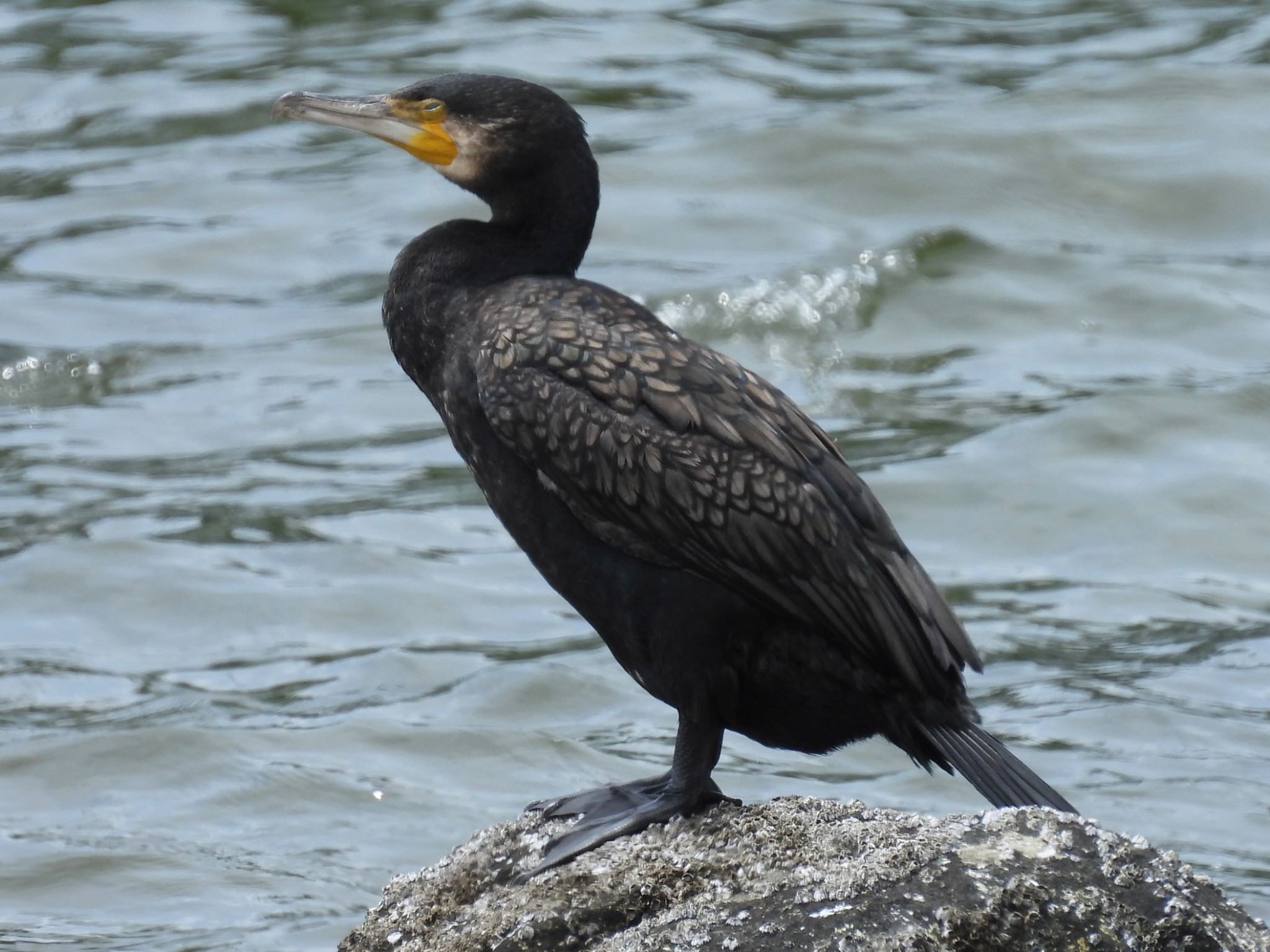 東京港野鳥公園 カワウの写真 by ツピ太郎