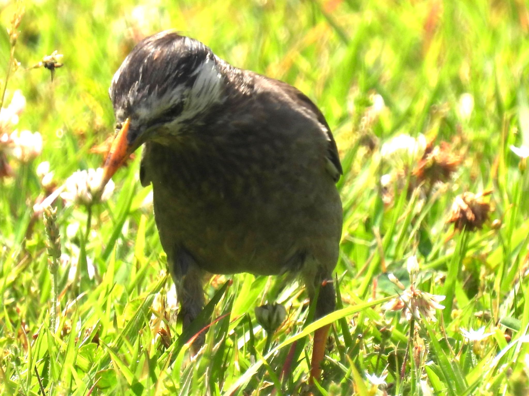 東京港野鳥公園 ムクドリの写真 by ツピ太郎