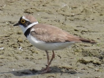 2023年5月28日(日) 東京港野鳥公園の野鳥観察記録