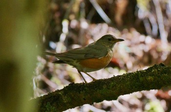 アカハラ 場所が不明 撮影日未設定