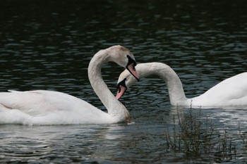 Mute Swan 門池公園(沼津市) Sun, 5/28/2023