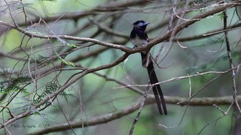 サンコウチョウ 埼玉県 2023年5月27日(土)