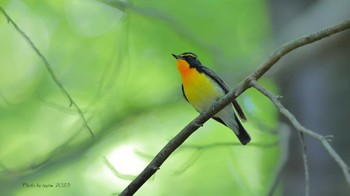 Narcissus Flycatcher Saitama Prefecture Forest Park Wed, 5/24/2023