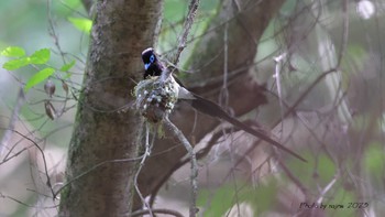 サンコウチョウ 埼玉県 2023年5月27日(土)