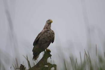 オジロワシ シブツノナイ湖 2018年7月3日(火)