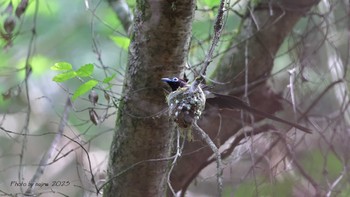 Black Paradise Flycatcher 埼玉県 Sat, 5/27/2023