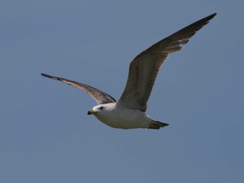 ウミネコ 葛西臨海公園 2023年5月27日(土)