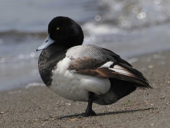 スズガモ 葛西臨海公園 2023年5月27日(土)