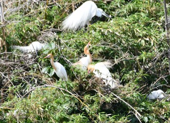 2023年5月27日(土) 越谷サギコロニーの野鳥観察記録