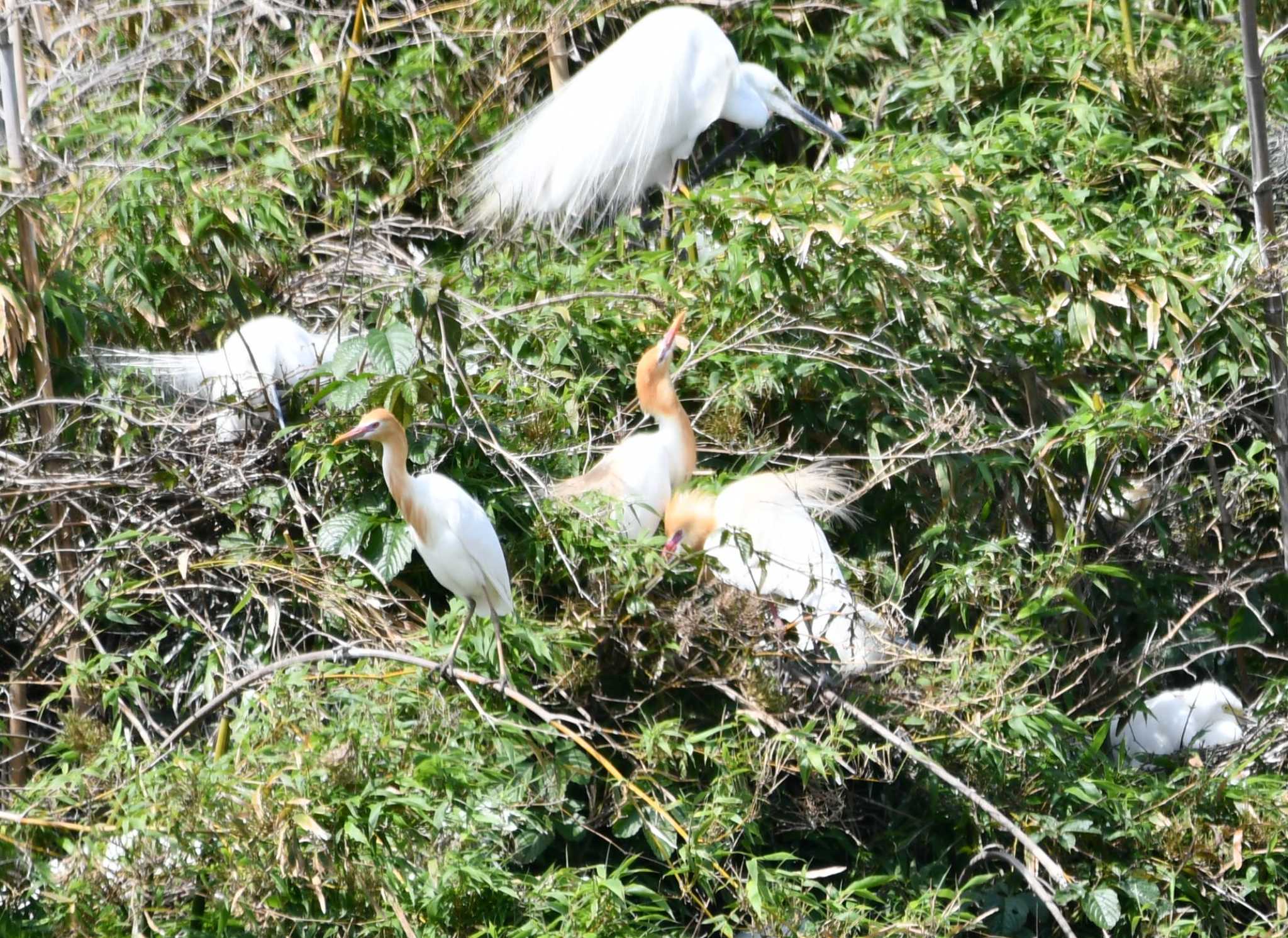 Photo of Eastern Cattle Egret at 越谷サギコロニー by みやさん