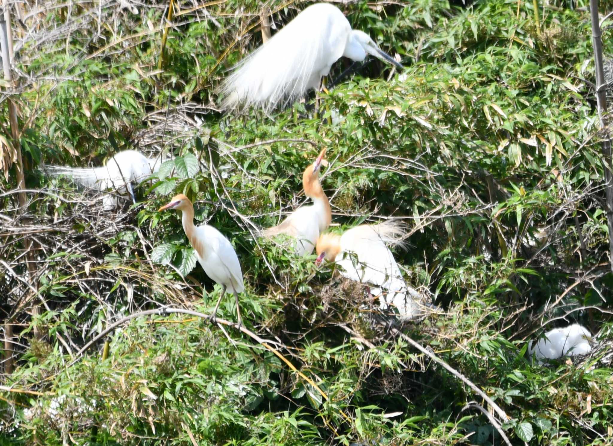 Eastern Cattle Egret