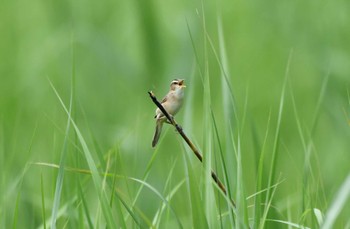 Sat, 5/27/2023 Birding report at Watarase Yusuichi (Wetland)