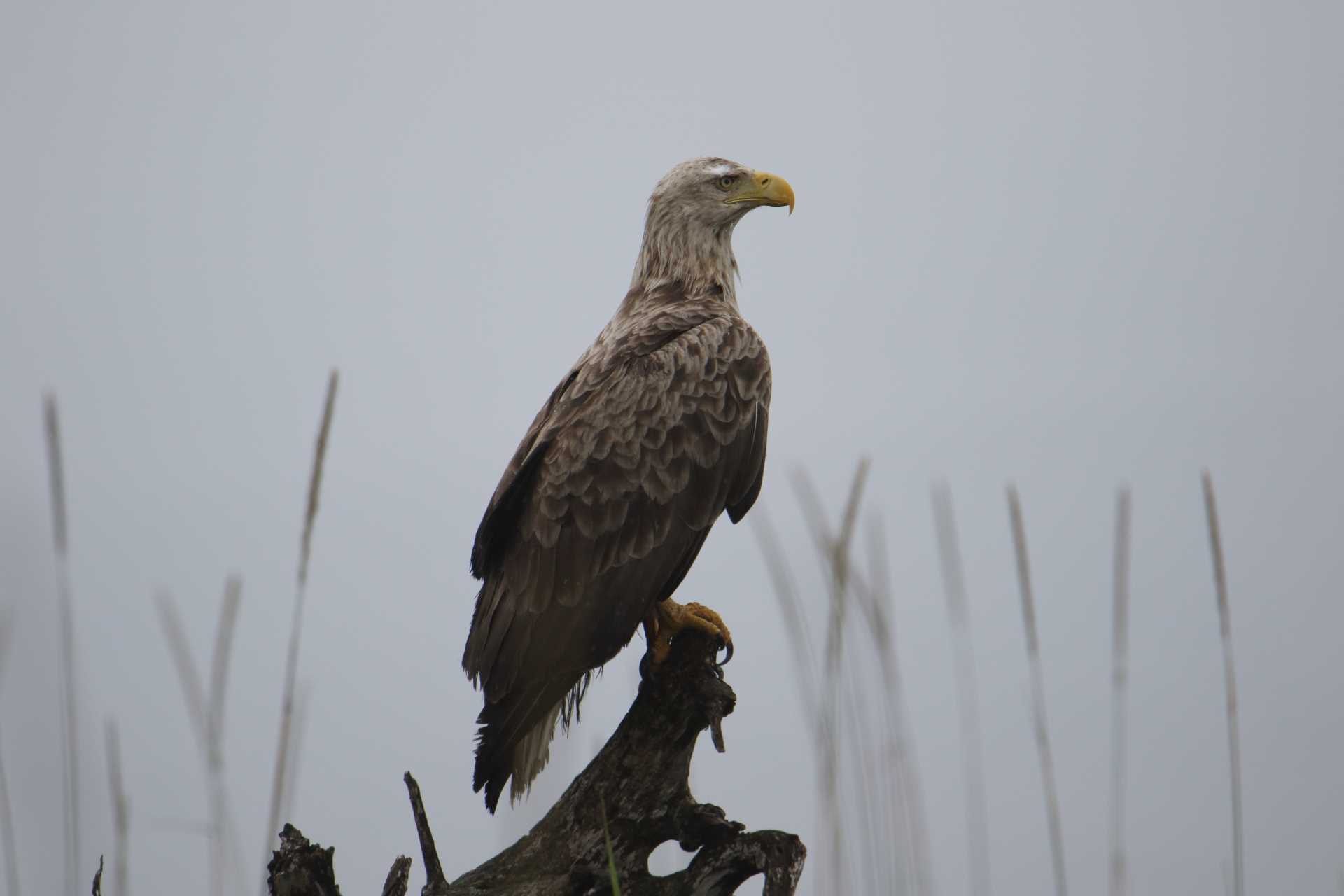 Photo of White-tailed Eagle at シブツノナイ湖 by マイク