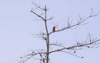 2023年5月28日(日) 菅山寺の野鳥観察記録