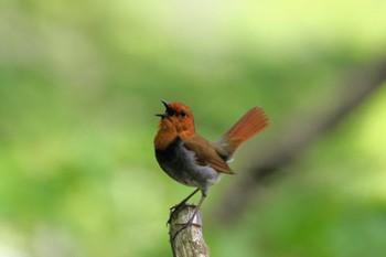 Japanese Robin 上高地 Sat, 5/27/2023