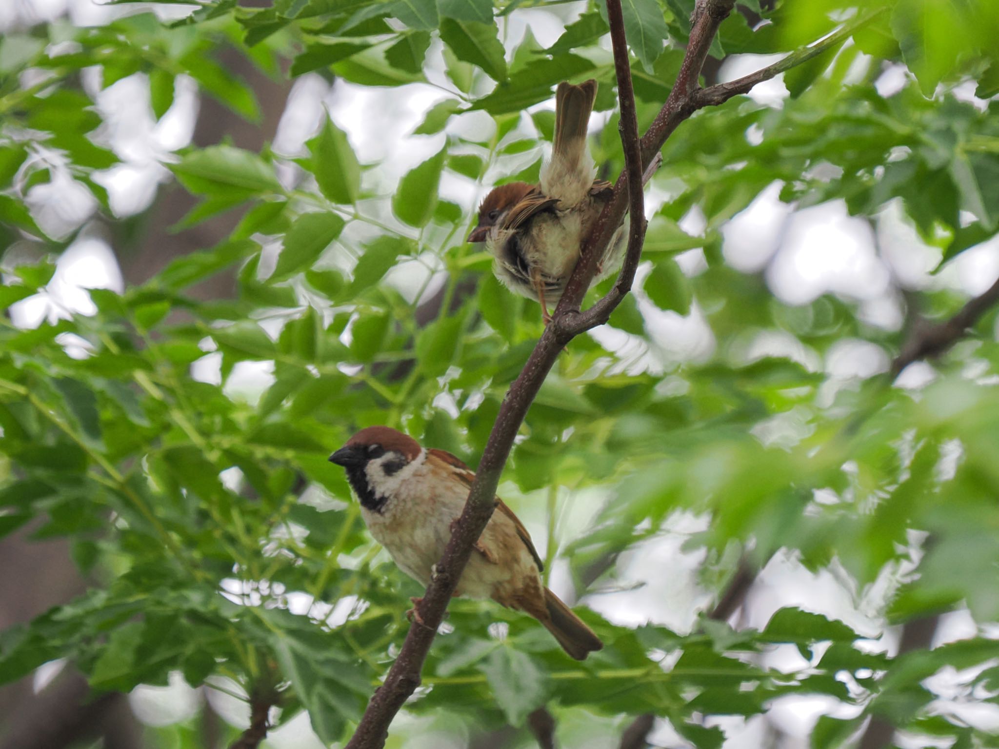 Eurasian Tree Sparrow