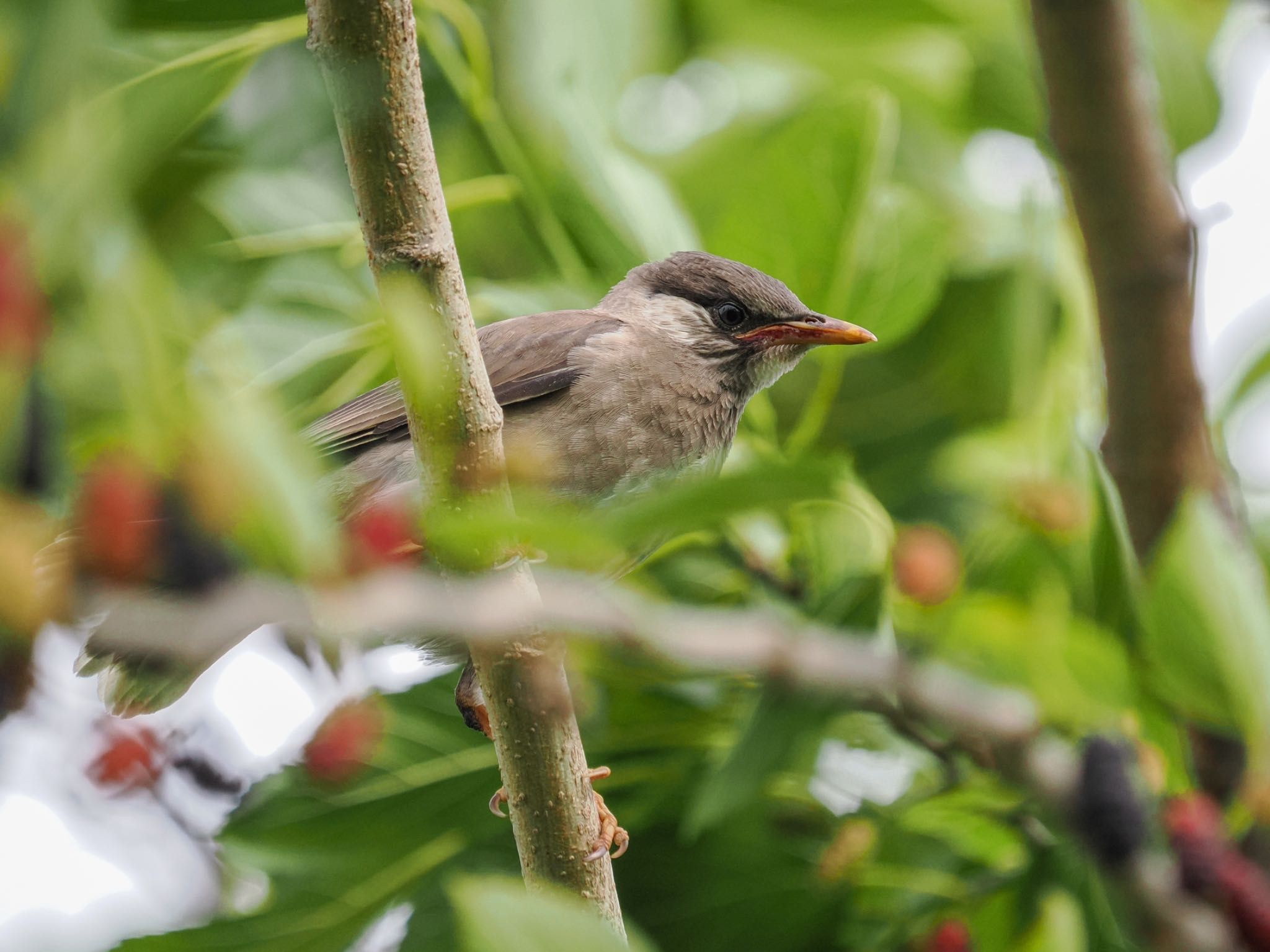 White-cheeked Starling