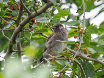 2023年5月26日(金) 多摩川の野鳥観察記録