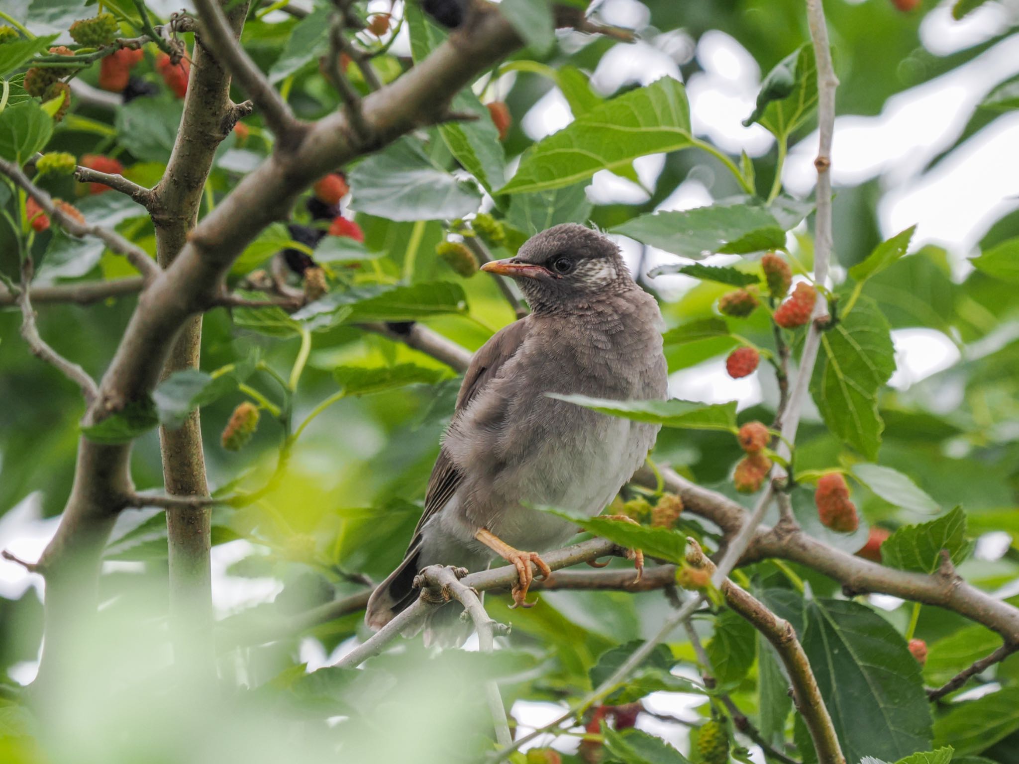 White-cheeked Starling