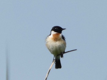 Sun, 5/28/2023 Birding report at 御殿場