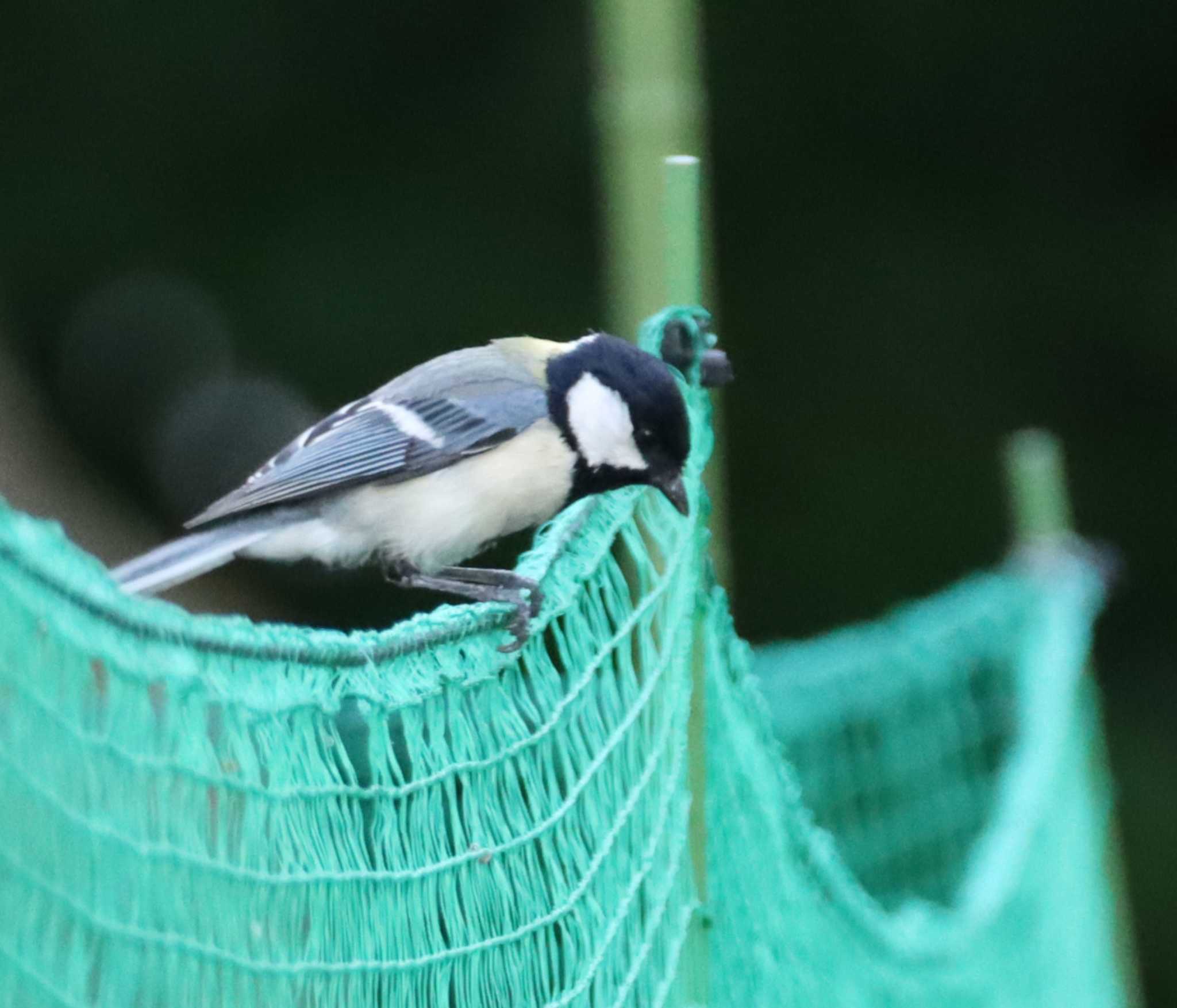 Japanese Tit