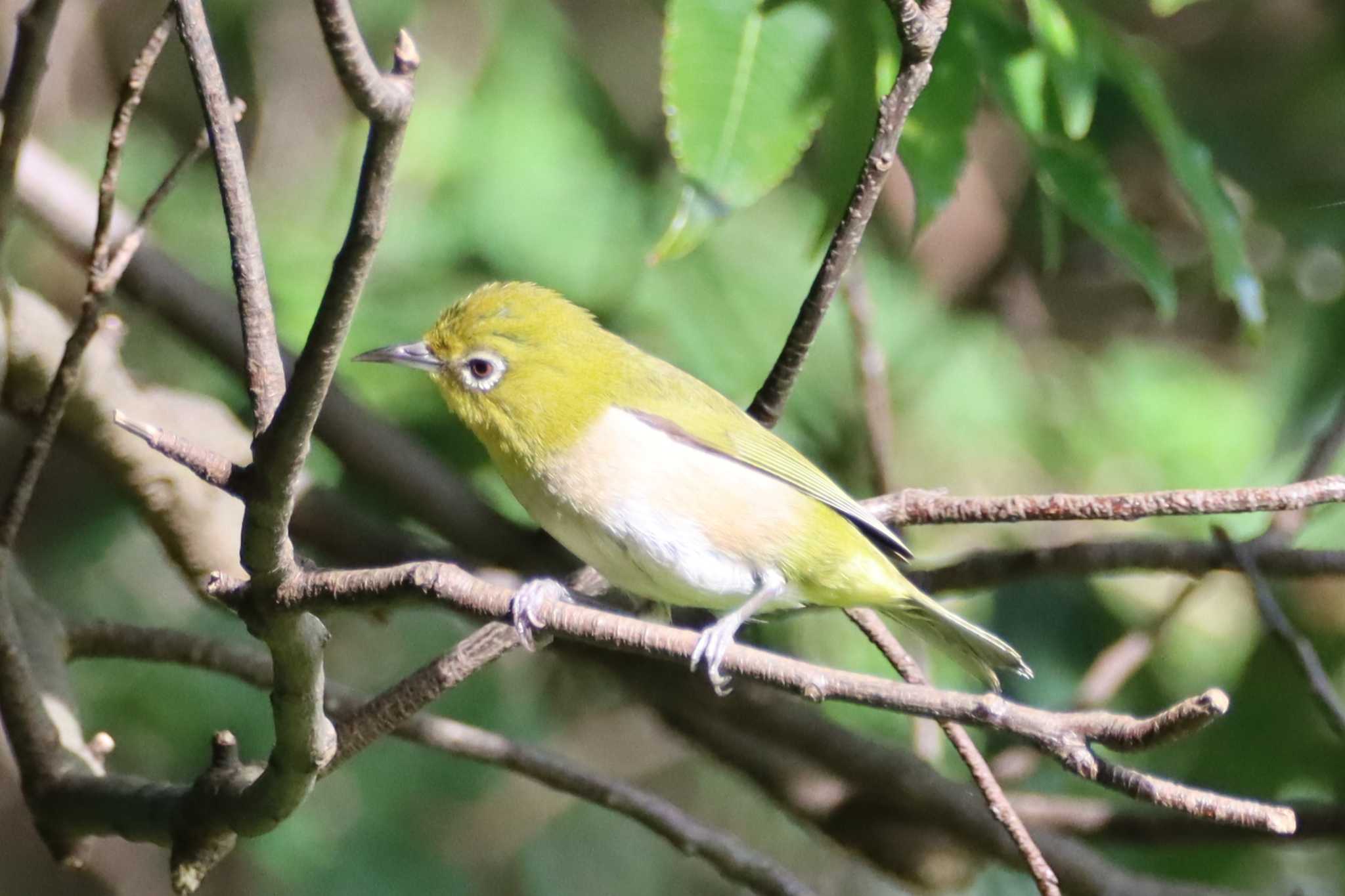 Photo of Warbling White-eye at 駒沢公園 by Kudo0927