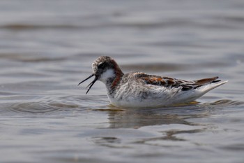 Red-necked Phalarope Sambanze Tideland Sat, 5/27/2023